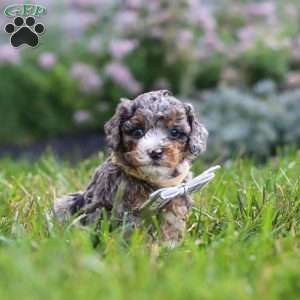 Luka, Cavapoo Puppy